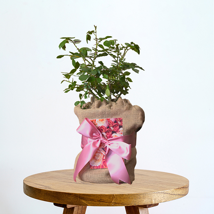 Rose Special Mum 4L pot GW v2