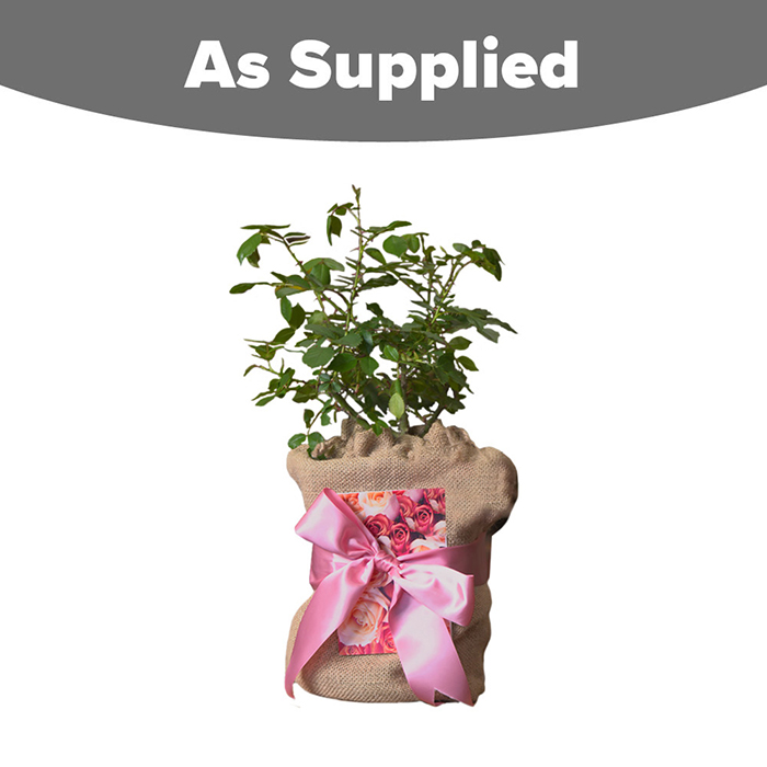 Rose Special Mum 4L pot GW v2