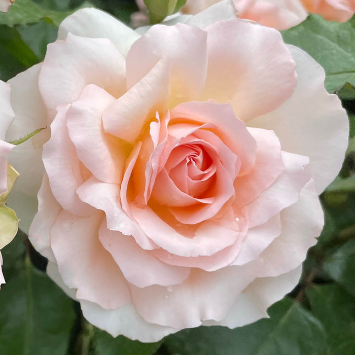 Rose Best Mum Ever 4L pot GW v2