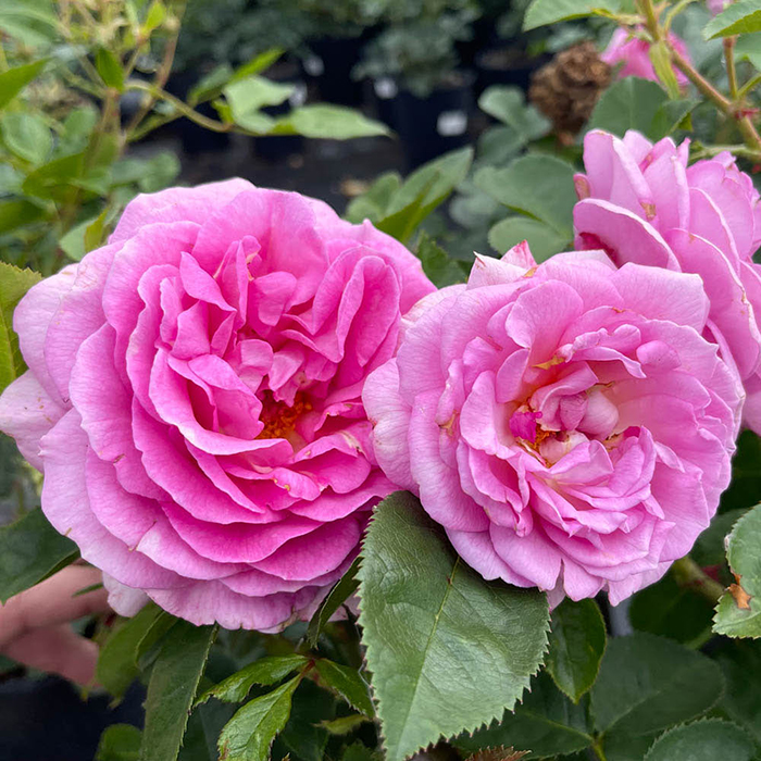 Patio Standard Rose 'Celebrating Life'