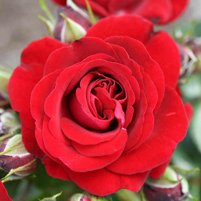 Patio Standard Rose 'Carmen'