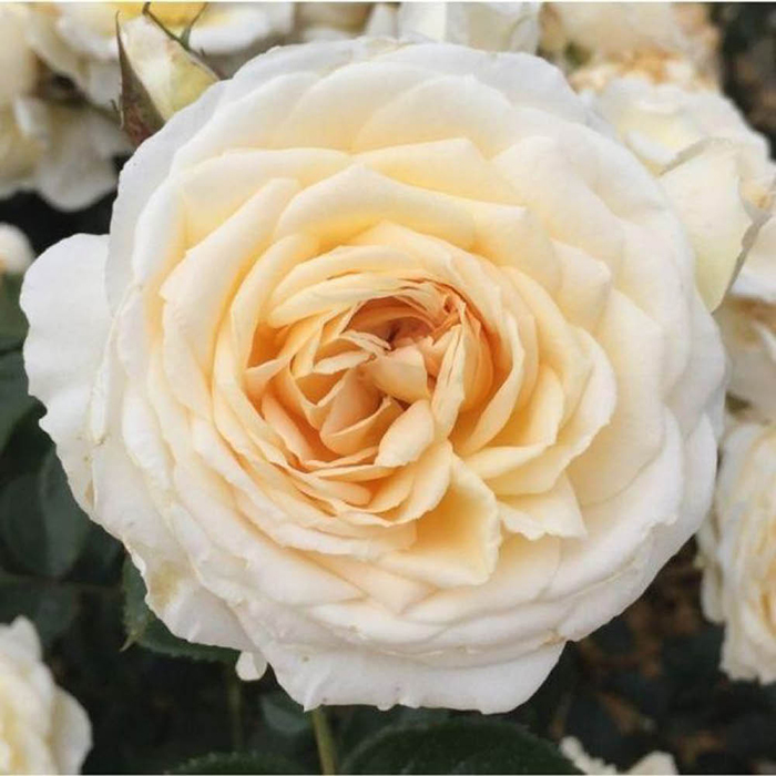 Patio Standard Rose 'Cream Abundance'