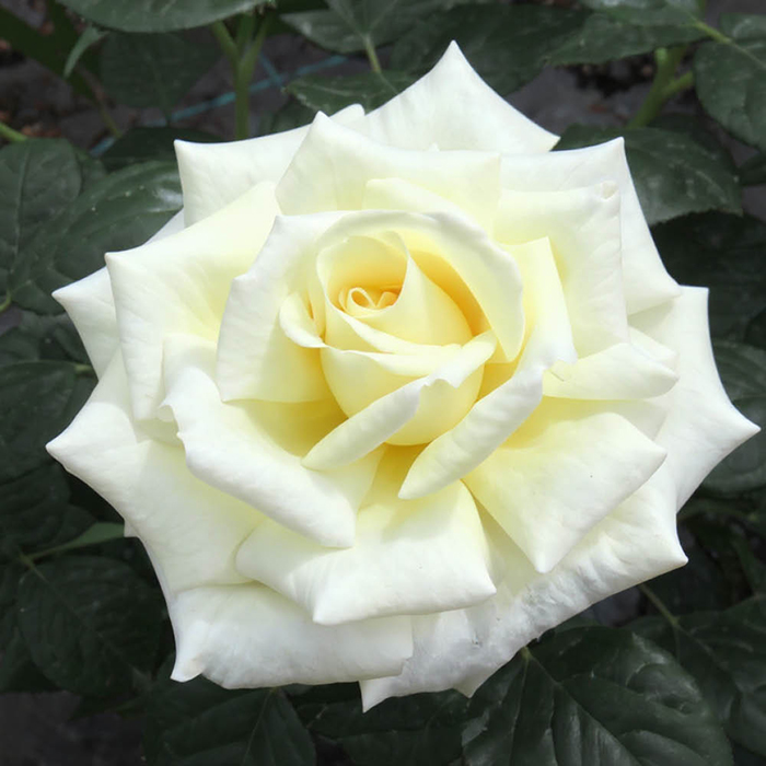 Patio Standard Rose 'Diamond Days'