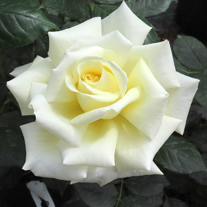 Patio Standard Rose 'Diamond Days'
