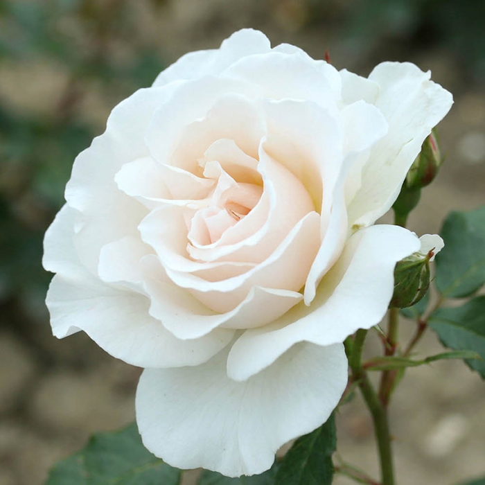 Patio Standard Rose 'Margaret Merril'