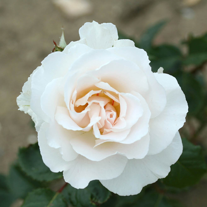 Patio Standard Rose 'Margaret Merril'