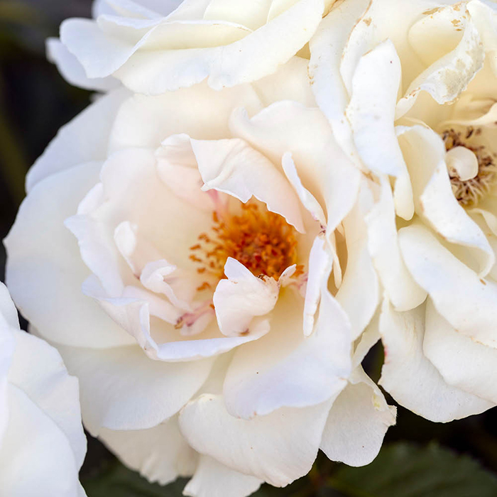 Patio Standard Rose 'Margaret Merril'