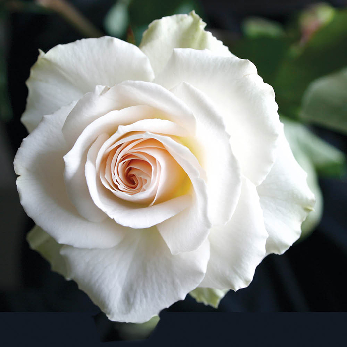 Patio Standard Rose 'Margaret Merril'