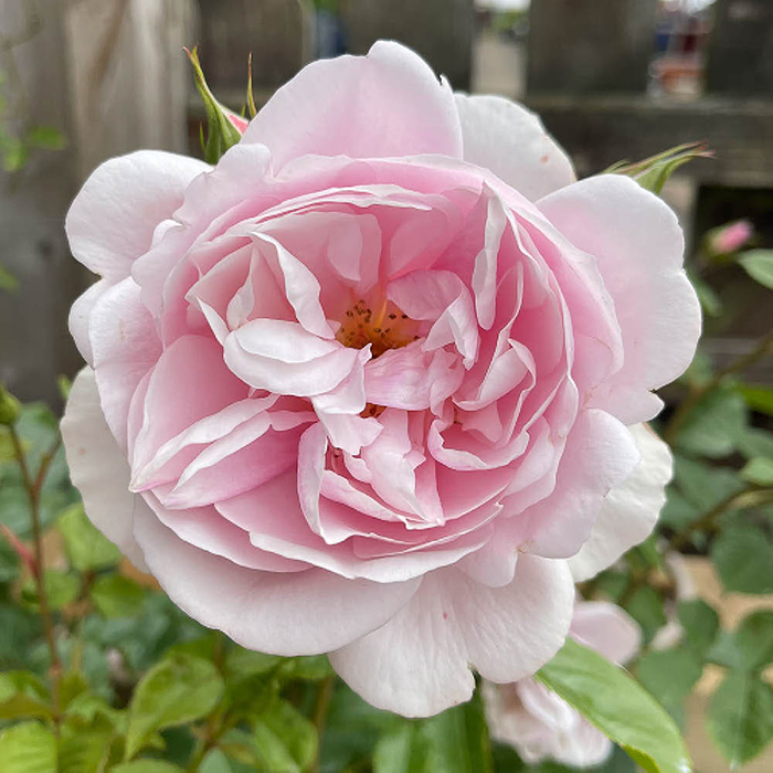 Patio Standard Rose 'Natasha Richardson'