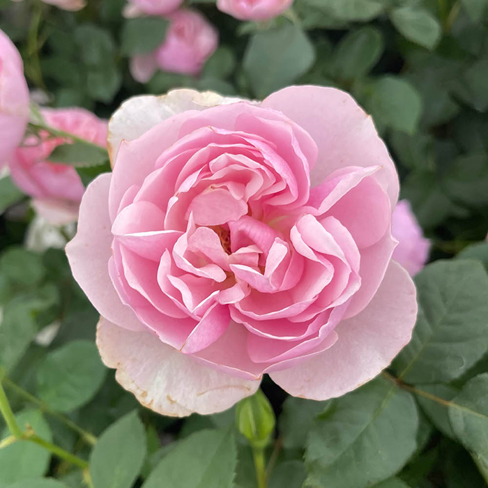 Patio Standard Rose 'Natasha Richardson'
