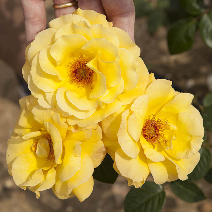 Patio Standard Rose 'Arthur Bell'
