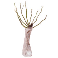 Bare Root x 3
